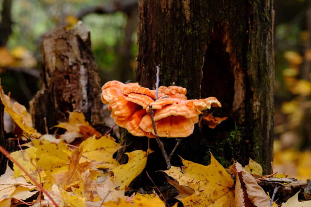 fungo di pollo dei boschi nella foresta autunnale