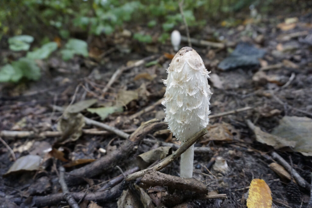 tipi di funghi commestibili