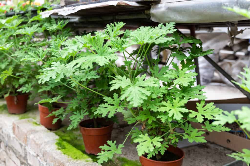 La citronella è un repellente naturale