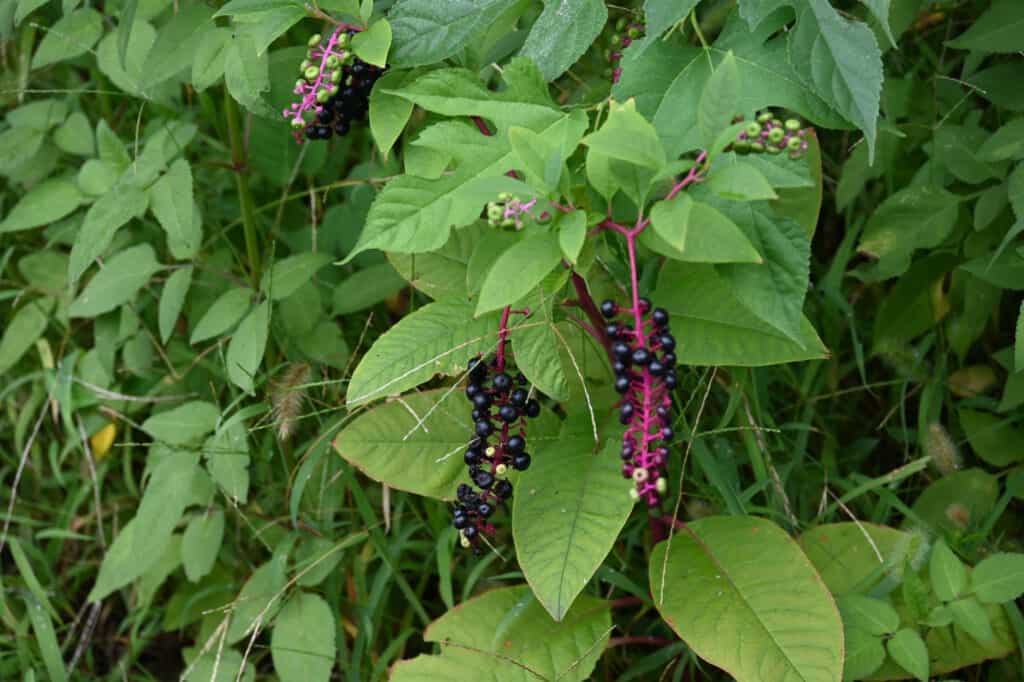 bacche di pokeweed sulla pianta