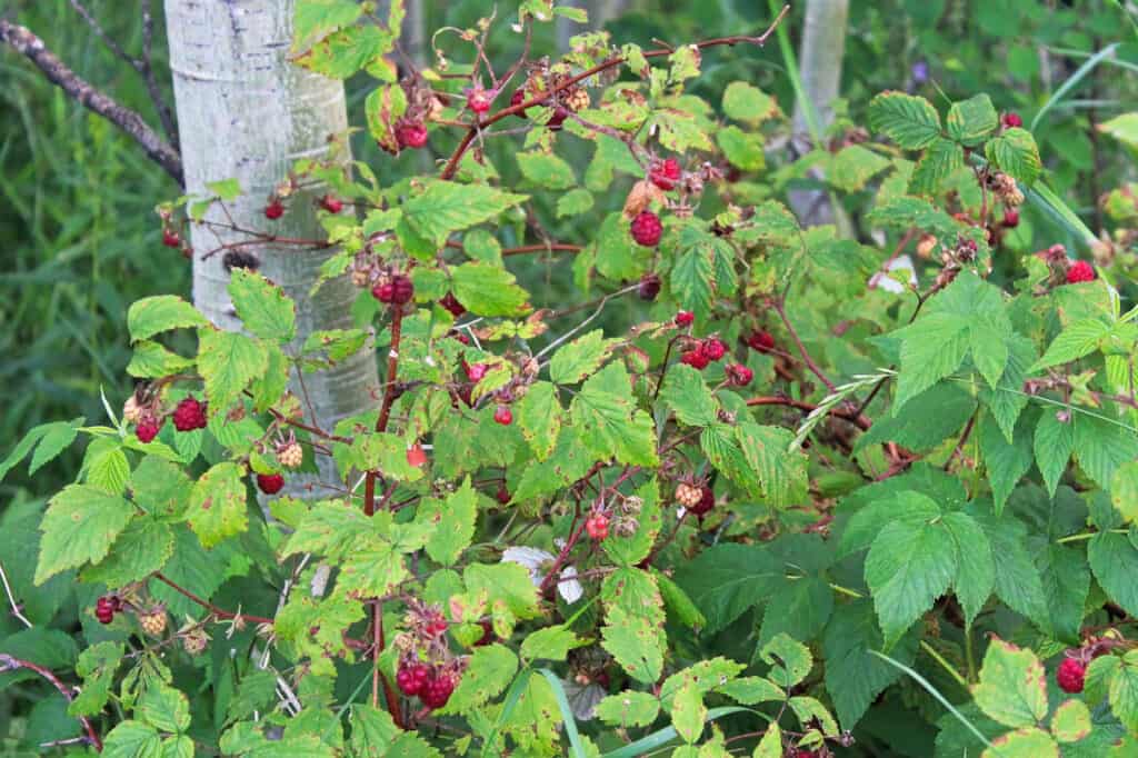 Frutti di bosco