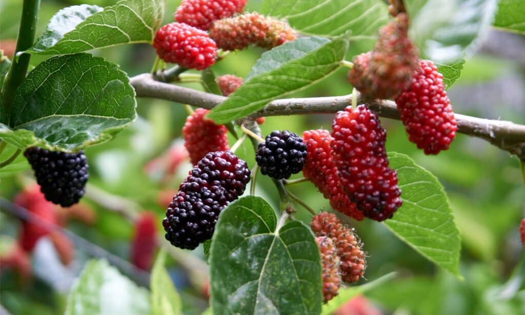 Frutti di bosco