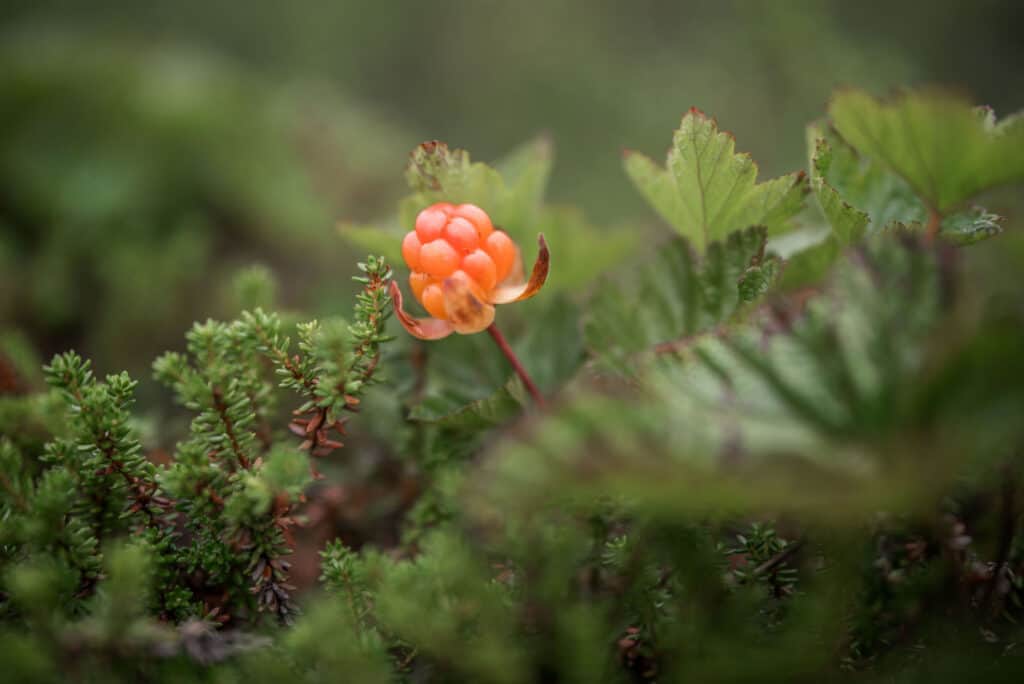 Frutti di bosco
