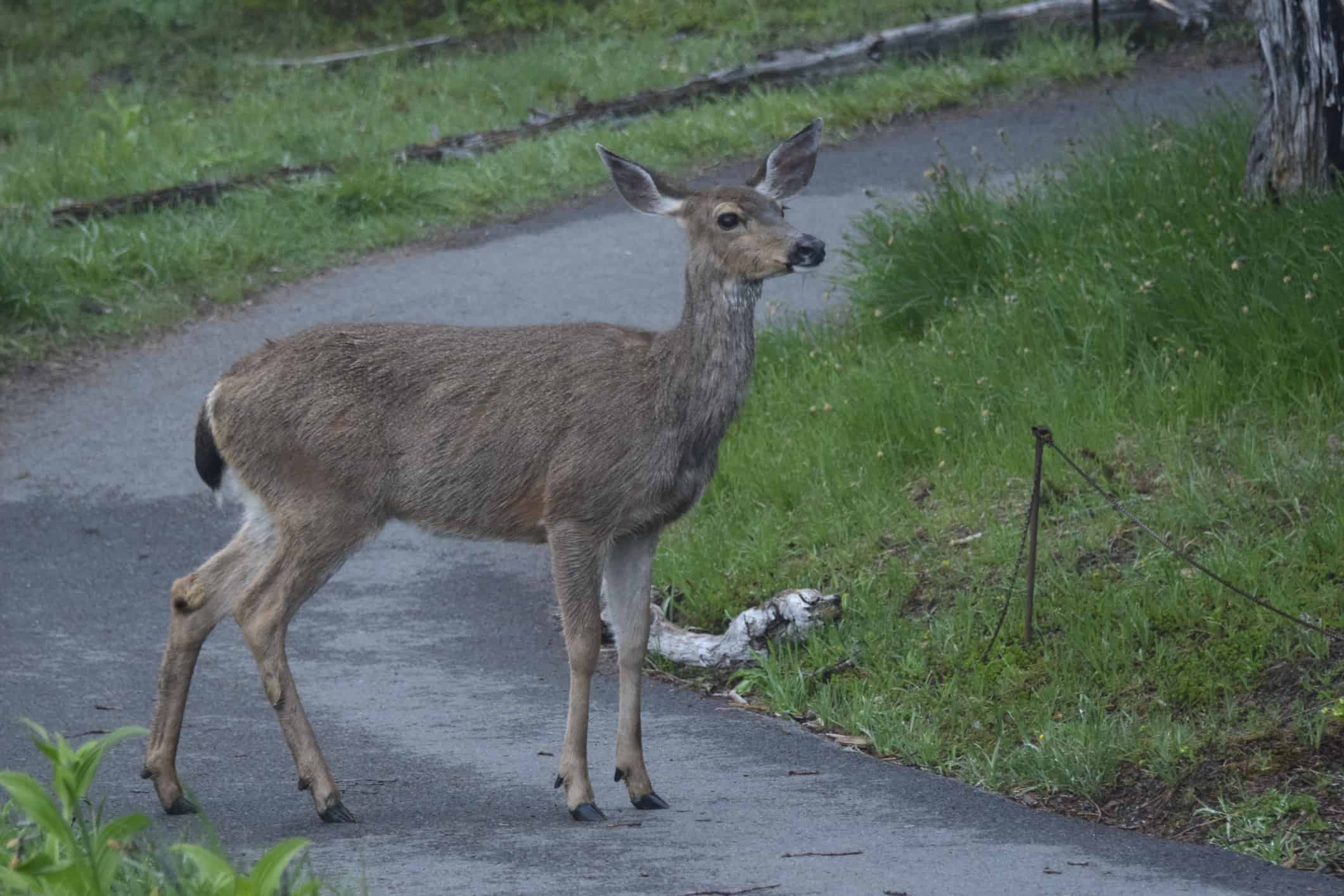 Grazioso cervo dalla coda nera sul sentiero