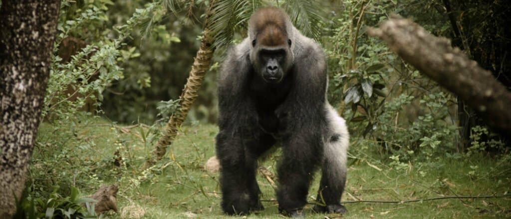 Gorilla che scende dal sentiero