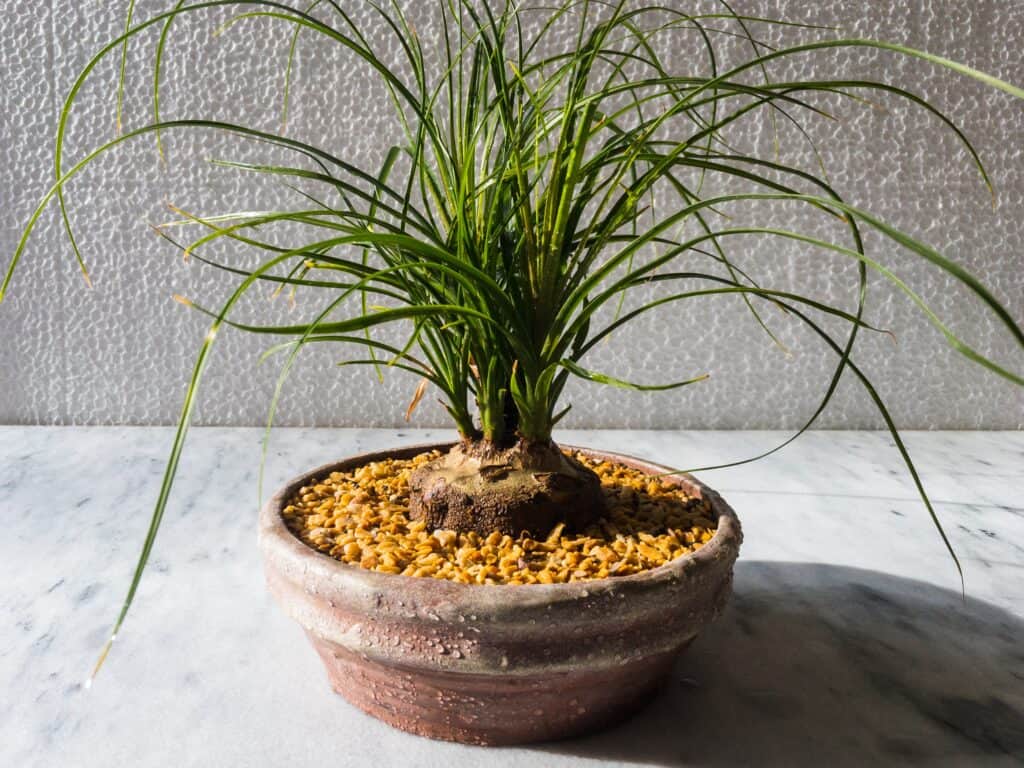 bonsai di palma a coda di cavallo