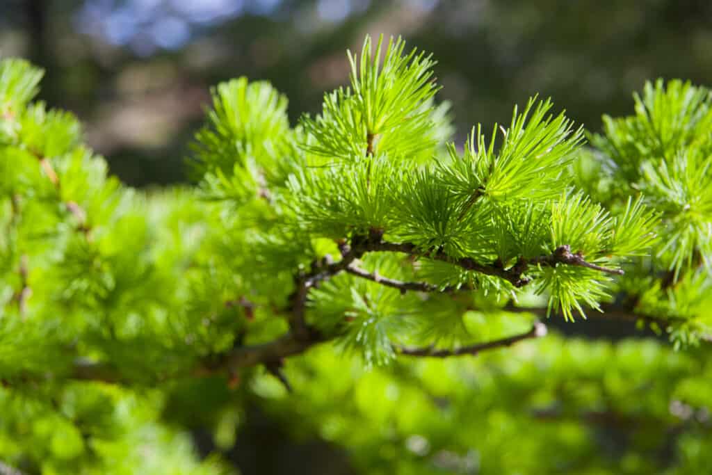 Ramo di un albero di tamarack