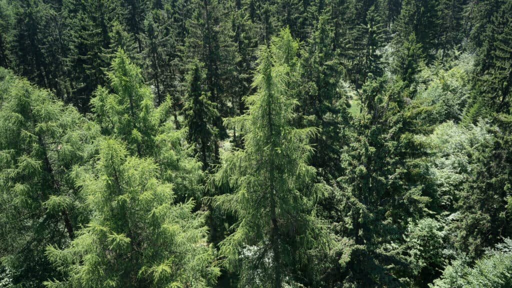 Veduta aerea di un bosco di larici