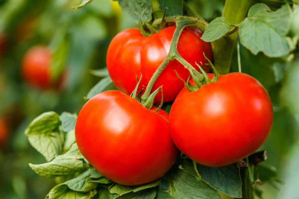 pomodorini