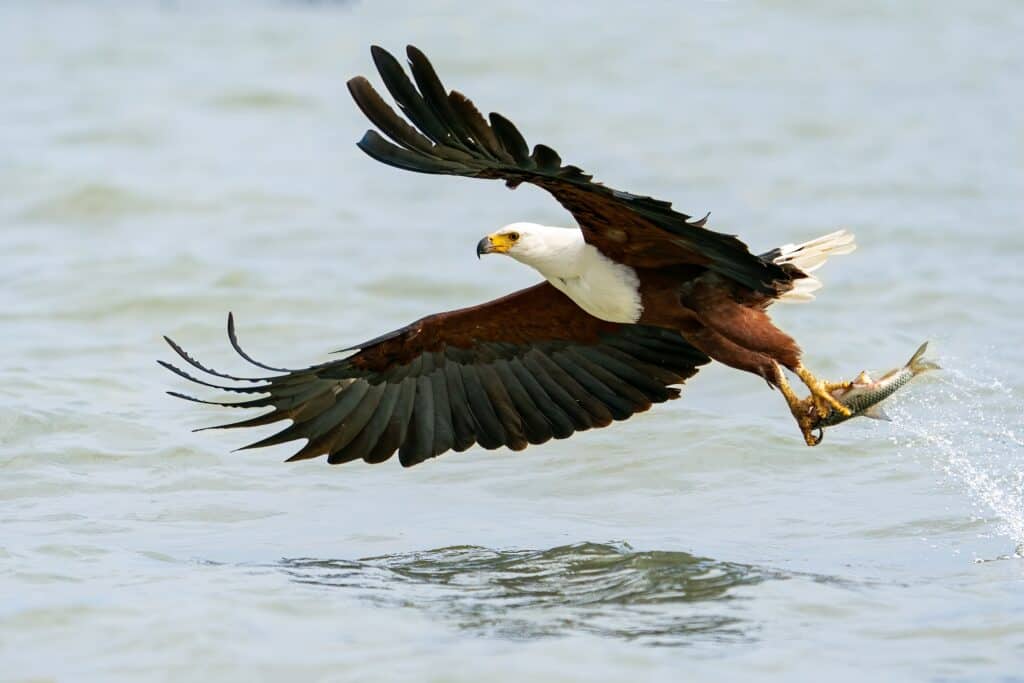 Un'aquila pescatrice africana con un pesce tra gli artigli sfiora la superficie di un lago