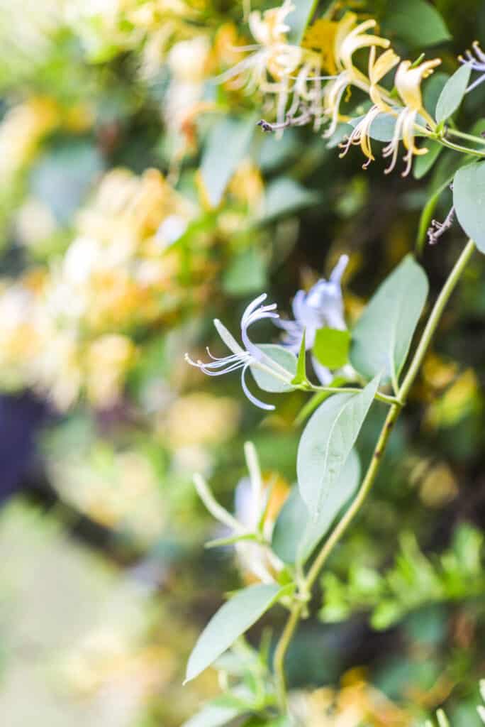 Lonicera periclymenum fioritura gialla in estate in giardino.