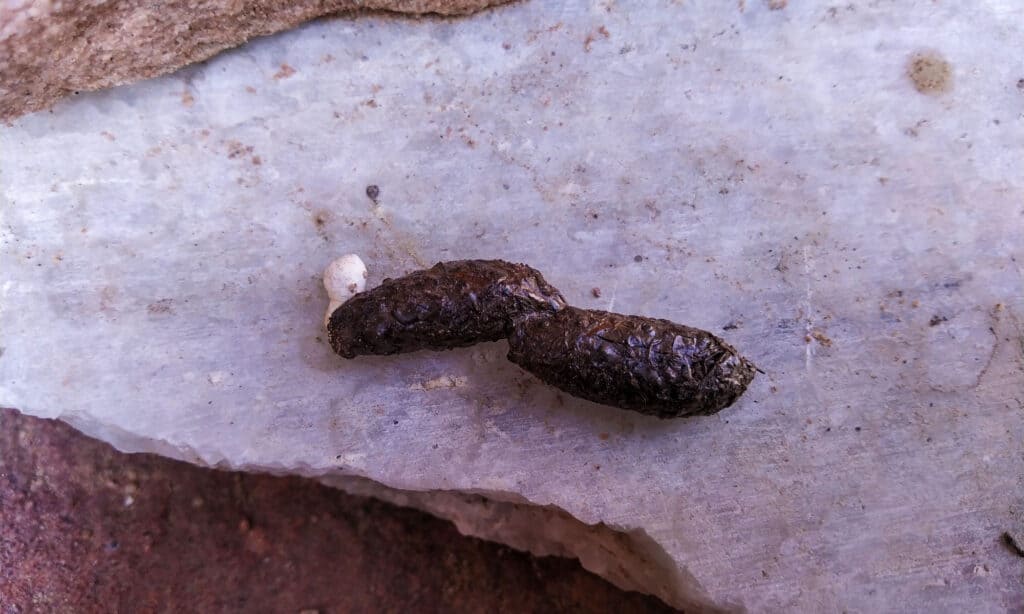 Cacca di camaleonte