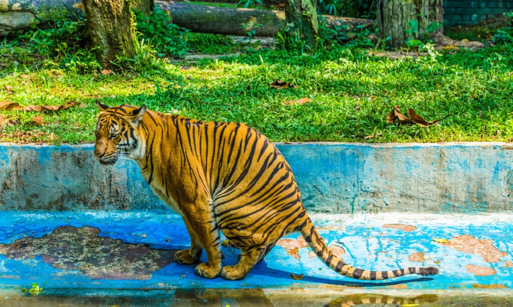 Tigre, Defecare, Sfondi, Gatto selvatico - Animale, Rabbia, cacca