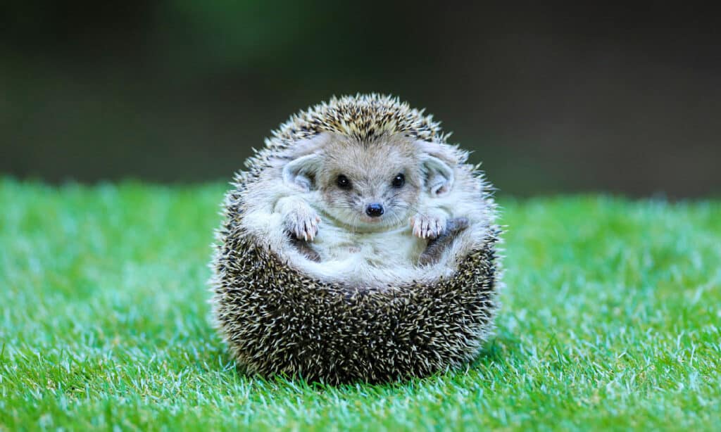 Carino, riccio, animale, animale selvatico, primo piano