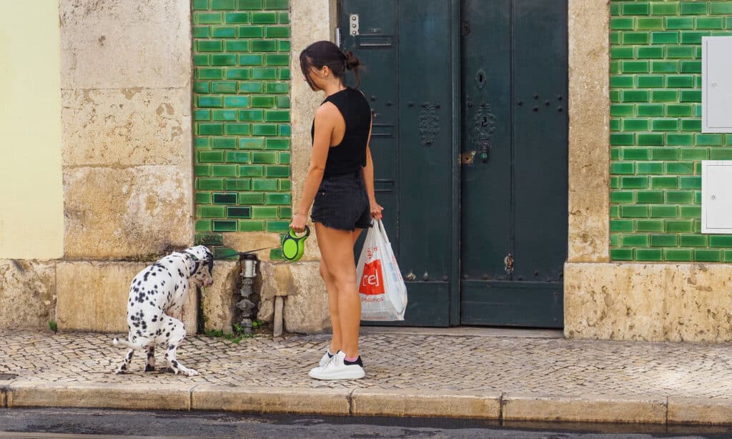 Alano che fa la cacca