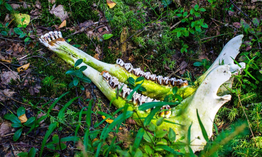 denti di scheletro di alce