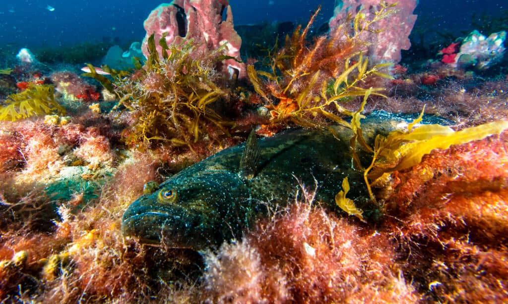 Passera del Golfo