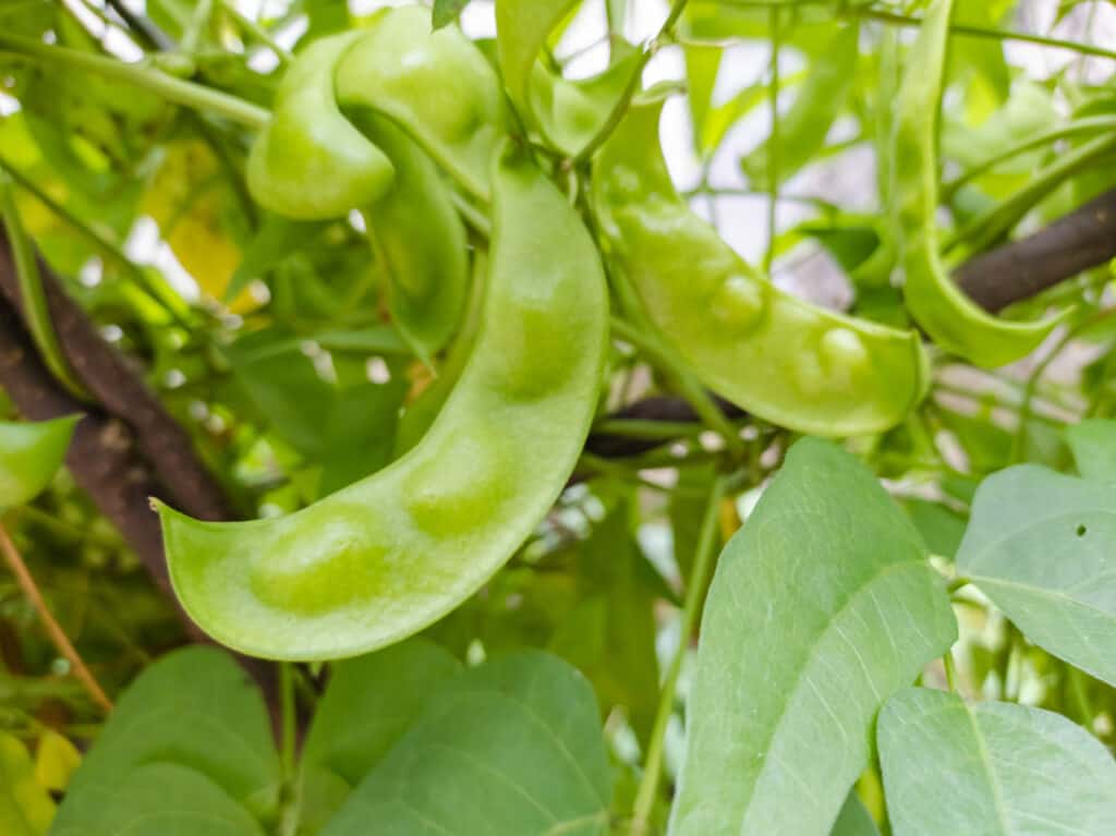 Le specie di fagioli si comportano meglio in almeno 8 ore di pieno sole.