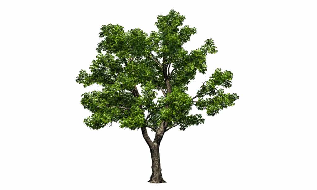 Frassino, corteccia vegetale, frassino verde, foglia, foresta