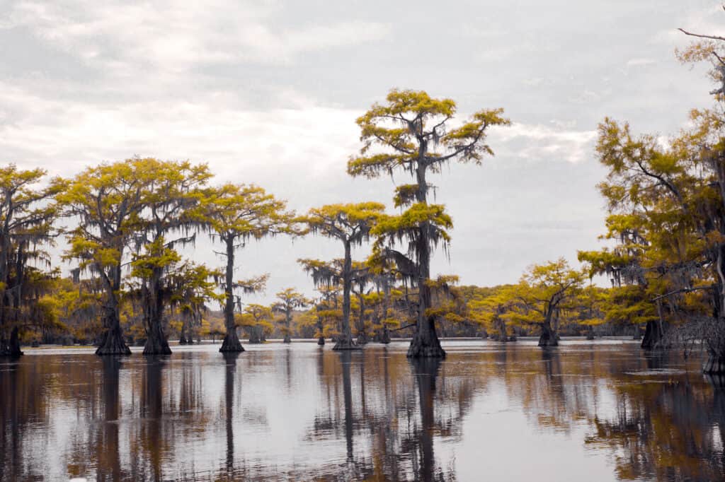Bayou paludoso
