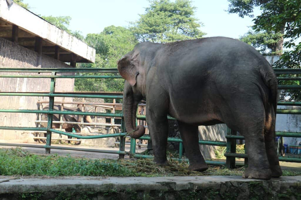 Elefante allo zoo