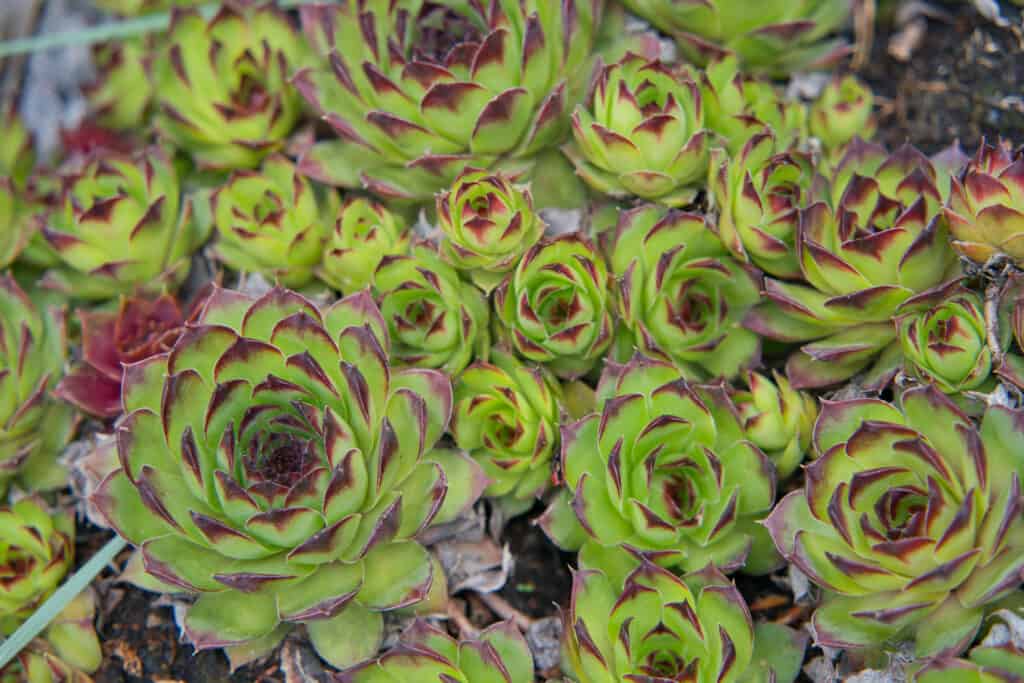 Semprevivo comune - pianta perenne che cresce in un vaso di fiori.  Eterno nella natura
