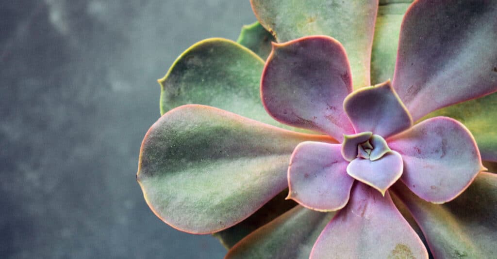 Succulente Echeveria Perle von Nürnberg