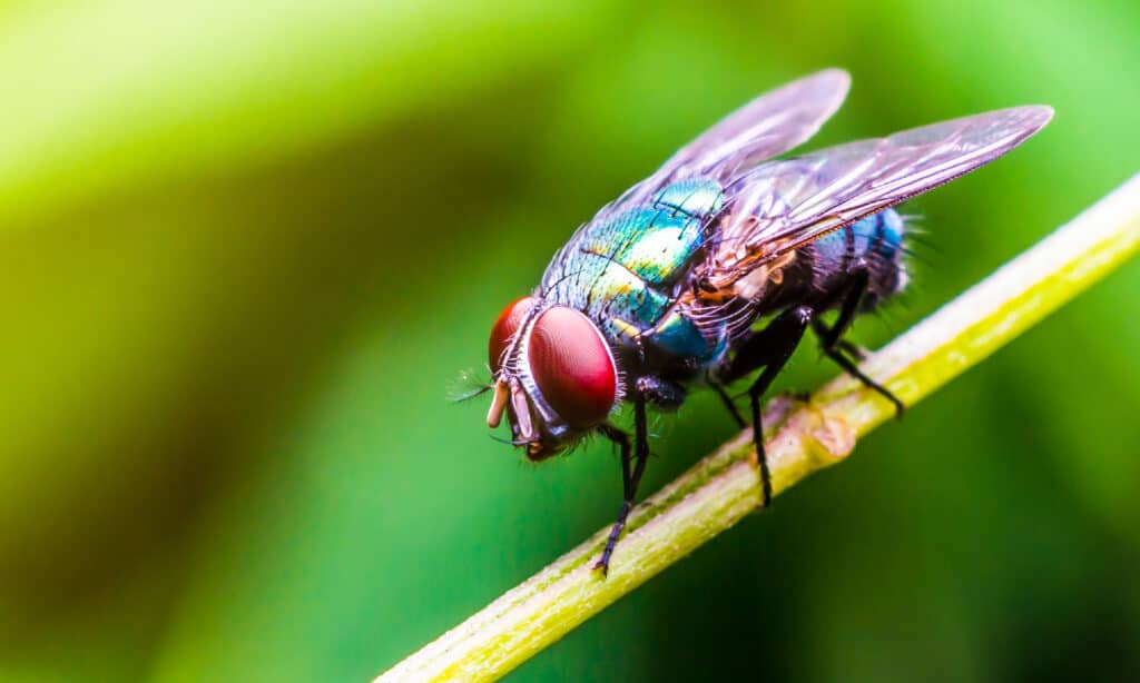 Mosca - insetto, insetto, volante, vespa, animale