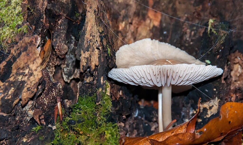 Tipi di funghi velenosi