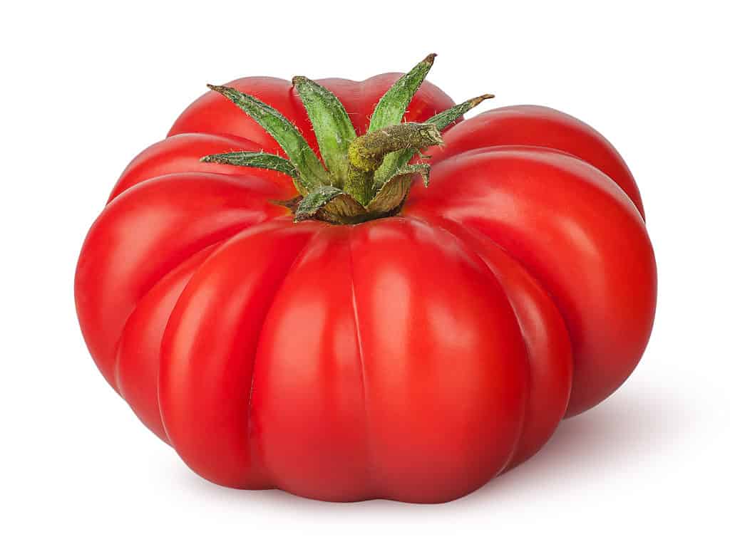Unico grande pomodoro su uno sfondo bianco.