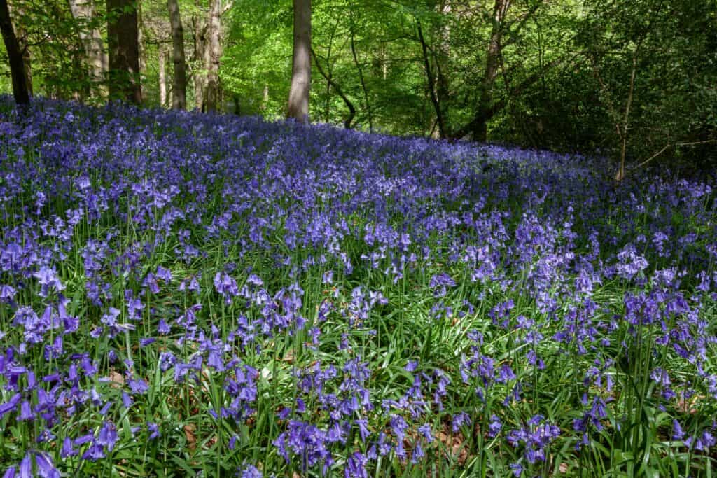 Un campo di campanule inglesi su un suolo della foresta sotto gli alberi.