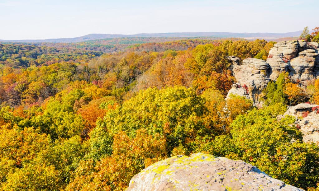 Illinois, Sud, Carbondale - Illinois, Autunno, Cammello