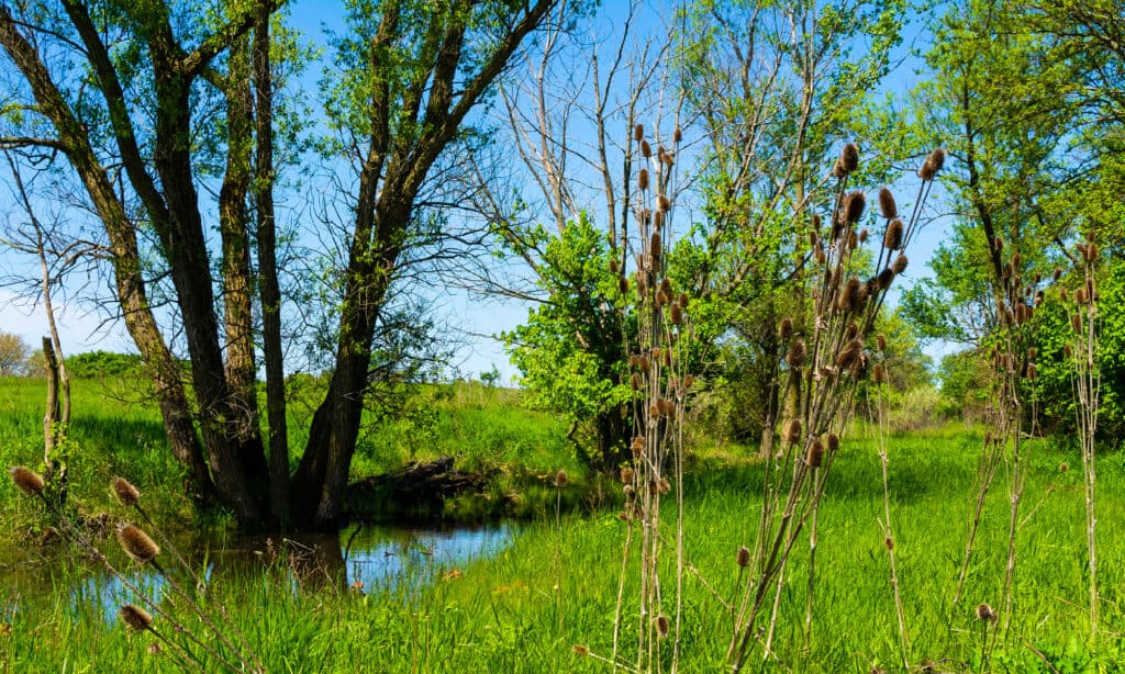 Prairie, Illinois, aperto, campo agricolo, bellezza
