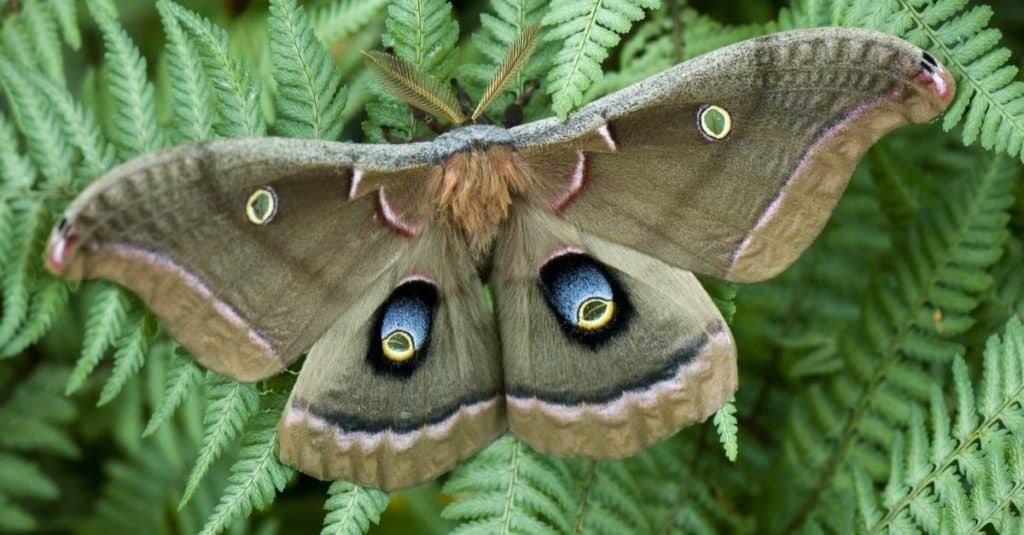 Animale grasso: Falena Polifemo