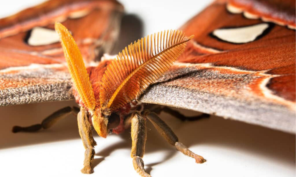 Una falena Atlas, primo piano della testa.  La falena Atlas è una delle più grandi falene del mondo in termini di superficie alare e apertura alare.
