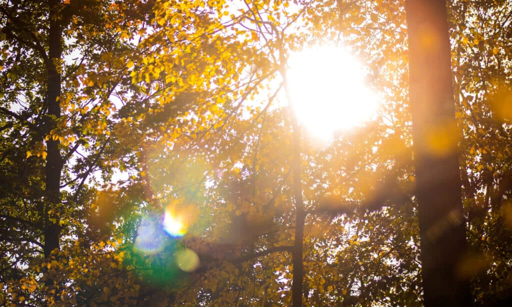 Autunno, Sfondi, Bellezza, Ramo - Parte vegetale, Luminoso