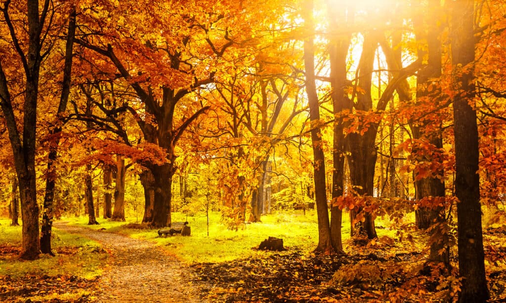 Autunno, caduta, foresta, albero, sfondi