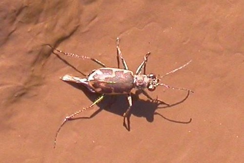 Scarabeo tigre di Salt Creek