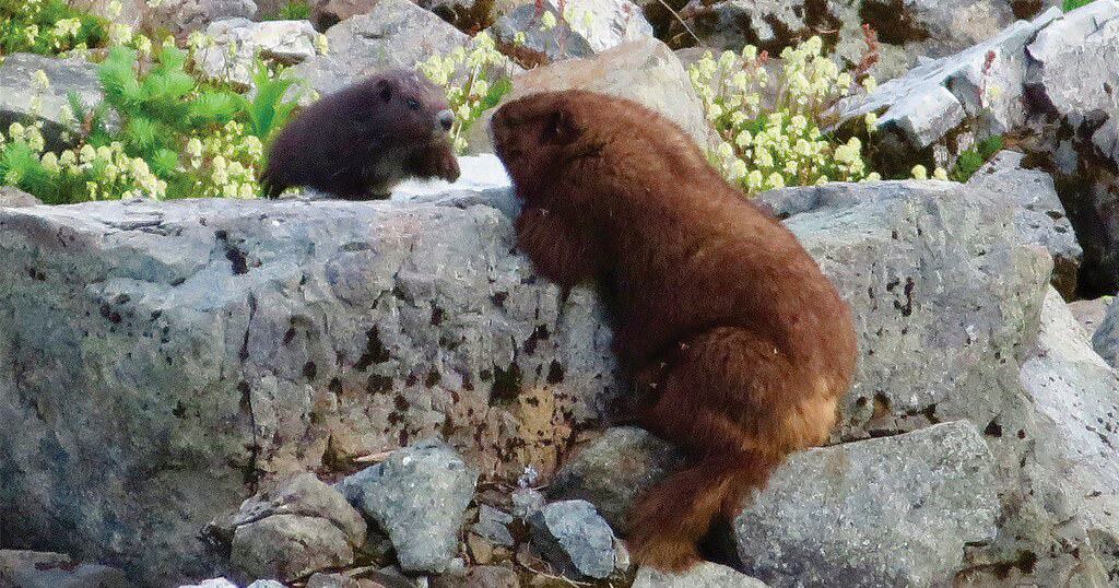 Marmotta dell'isola di Vancouver