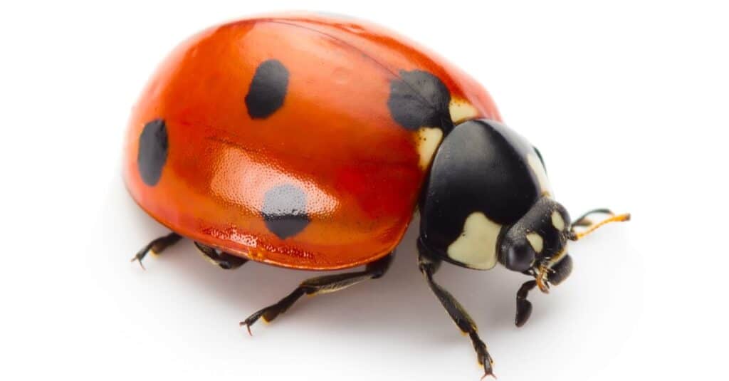 Coccinella isolata su sfondo bianco