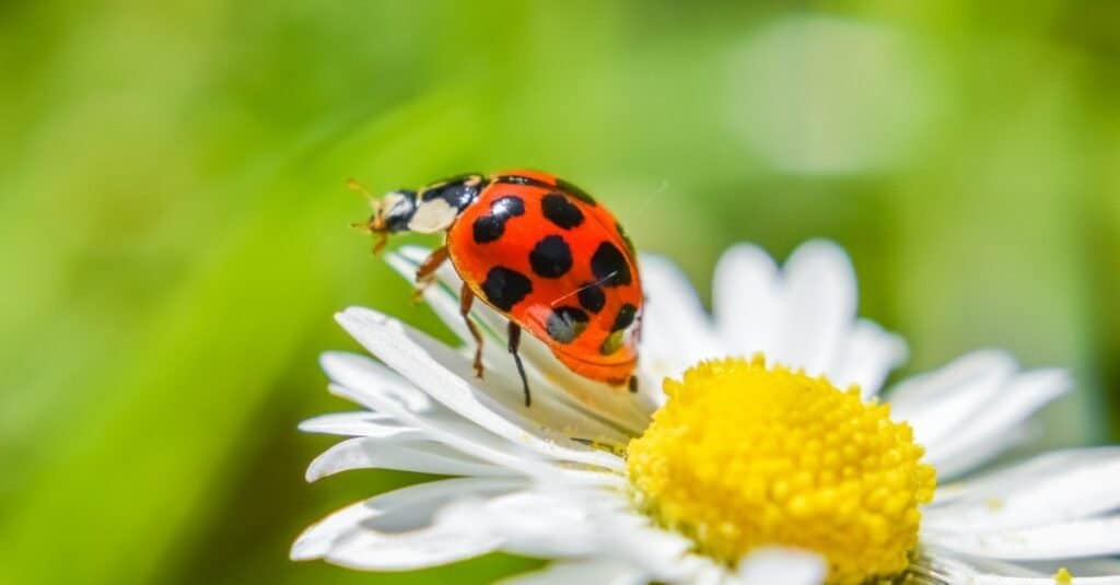 Animali Con Esoscheletri-coccinella