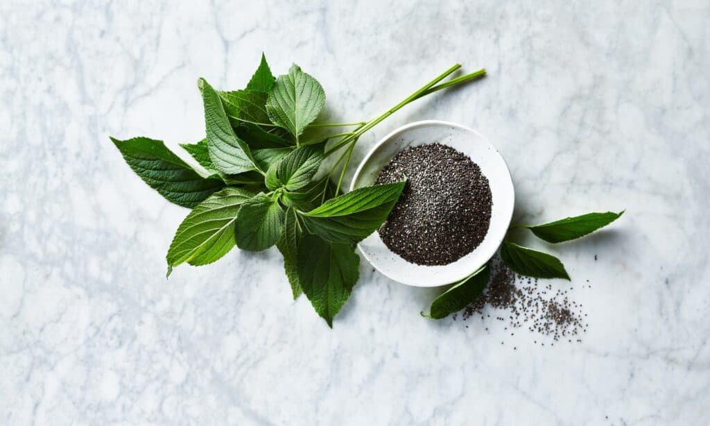 Semi di Basilico vs Semi di Chia