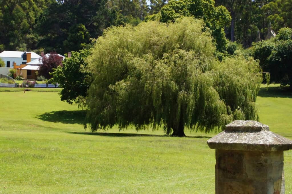 Salici piangenti al sito storico di Port Arthur, Tasmania, Australia