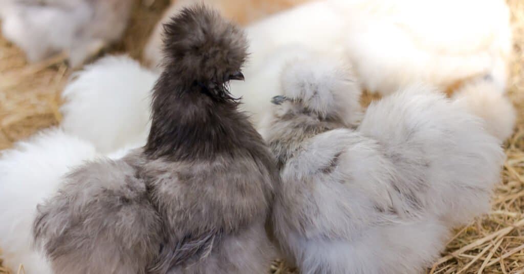 Pulcini di pollo Silkie