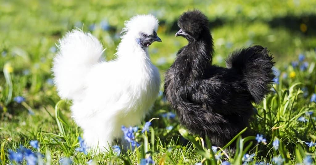 Animali più soffici: Silkie Chicken