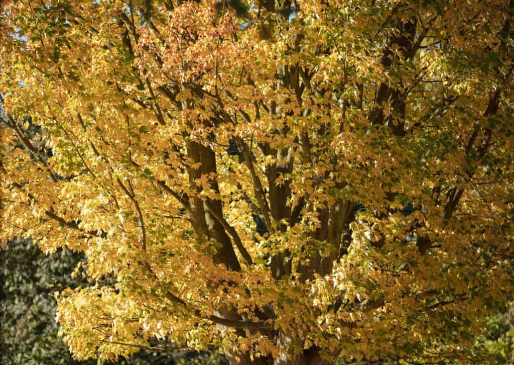 albero di acero nero