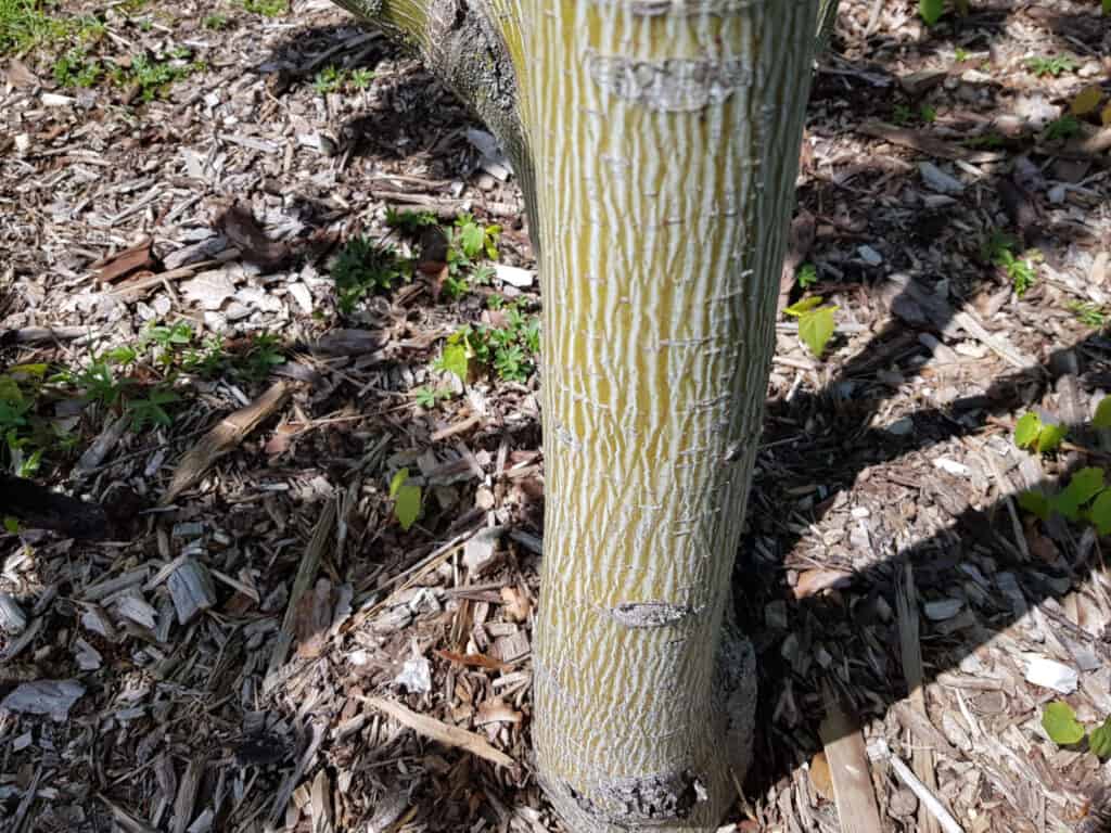 tipi di alberi di acero