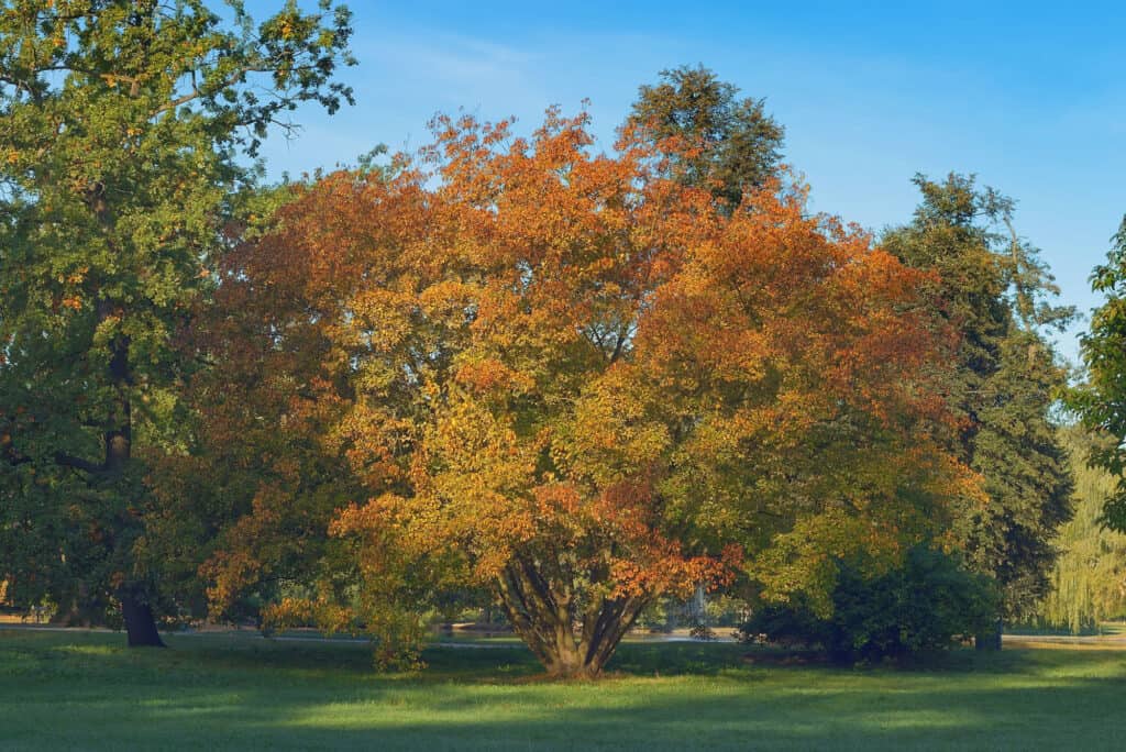 tipi di alberi di acero