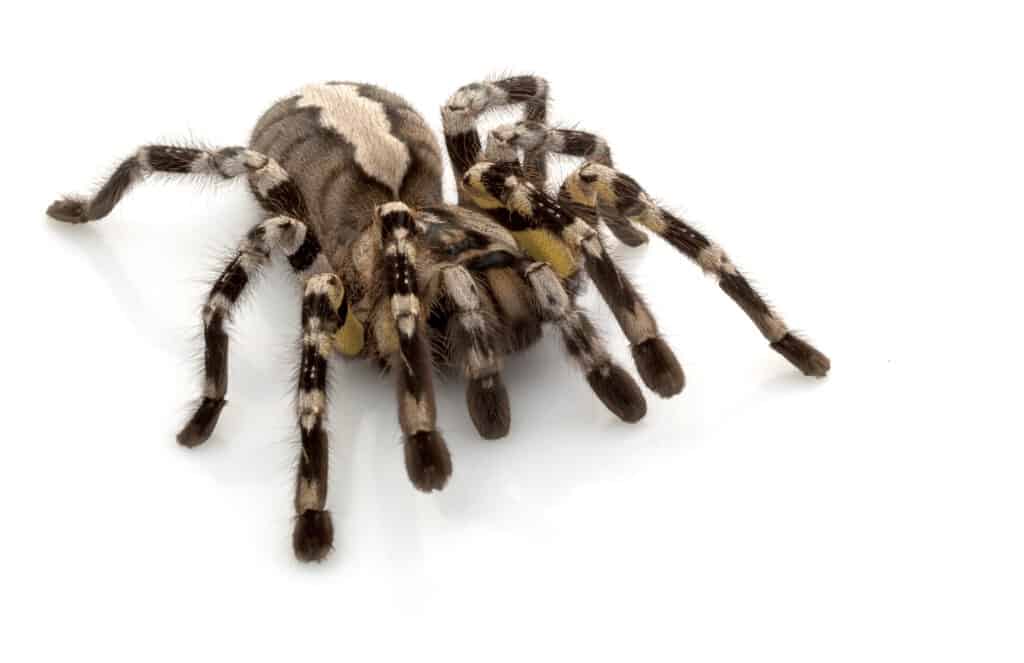 tarantola isolato su sfondo bianco