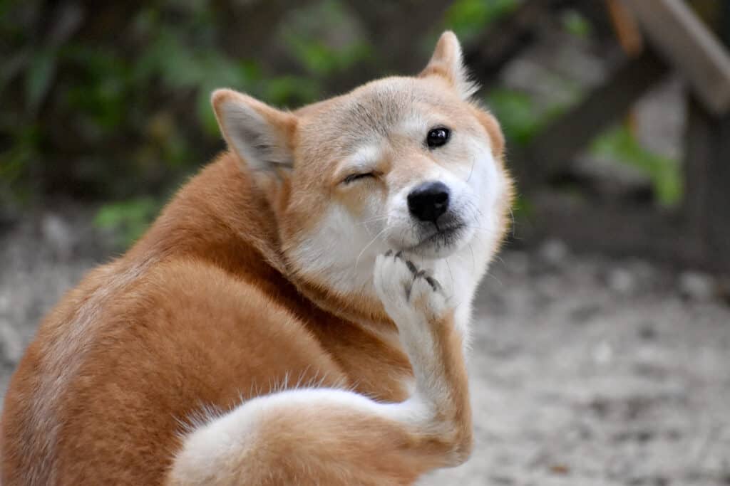 faccia graffiante del cane
